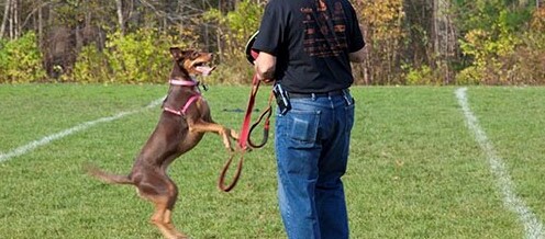 SFTT Salutes: Lance Corporal Charlton E. Johnson USMC, and his Canine Companion Aliana (Ali)