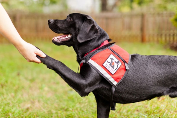 service dogs for Veterans